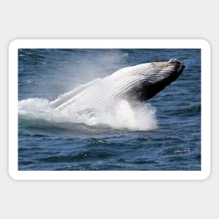 Humpback whale breaching off Eden, NSW Sticker